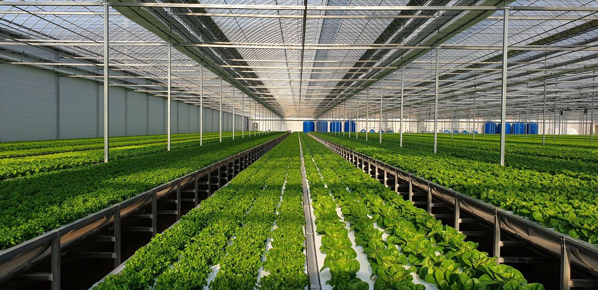 Modern hydroponic greenhouse in Malta