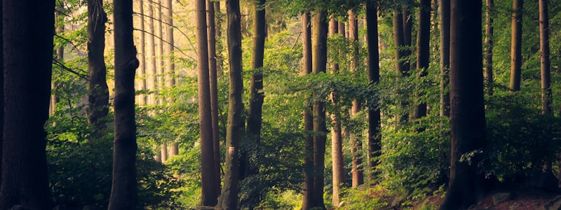 Climate and sustainable development